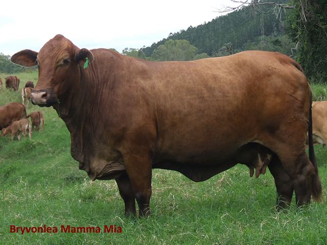 Bryvonlea Mamma-Mia